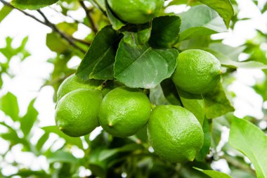 Tayvan 'da bir limon ağacındaki yeşil limon meyvelerinin yakın çekimi.