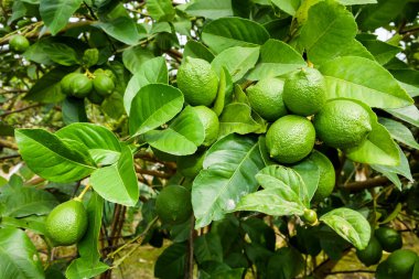 Tayvan 'da bir limon ağacındaki yeşil limon meyvelerinin yakın çekimi.