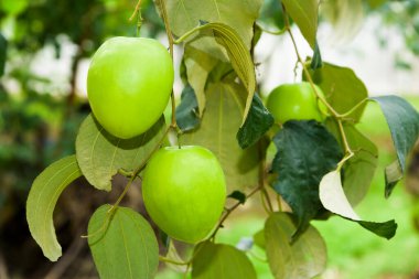 Jube ağacında yeşil jube meyvesi yetişiyor.