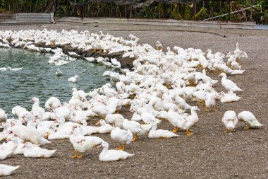 Tayvan 'da geleneksel bir tavuk çiftliğinde kaz.