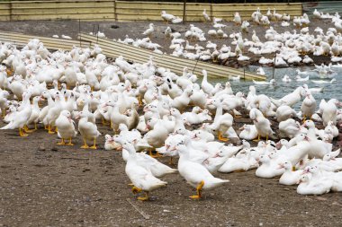 Tayvan 'da geleneksel bir tavuk çiftliğinde kaz.