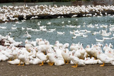 Tayvan 'da geleneksel bir tavuk çiftliğinde kaz.