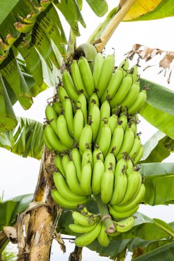 Tayvan 'da muz ağacında olgunlaşmış muz