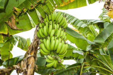 Tayvan 'da muz ağacında olgunlaşmış muz