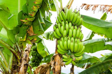 Tayvan 'da muz ağacında olgunlaşmış muz