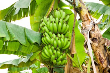 Tayvan 'da muz ağacında olgunlaşmış muz