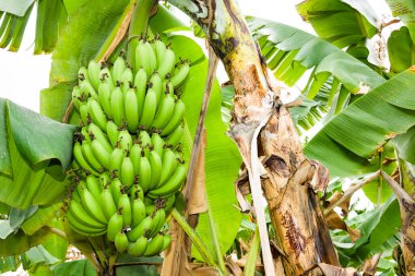 Tayvan 'da muz ağacında olgunlaşmış muz