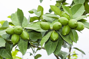 Tayvan 'daki limon ağacında birçok limon meyvesi var..