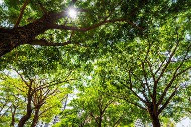 Arkaplan olarak mavi gökyüzü olan yemyeşil ağaçlar