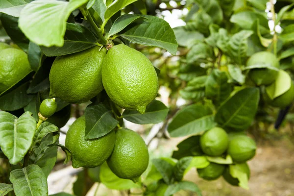 Close-up of green lemon fruits on a lemon tree in Taiwan.