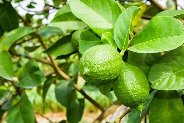 close-up of green lemon fruits on a lemon tree in Taiwan.