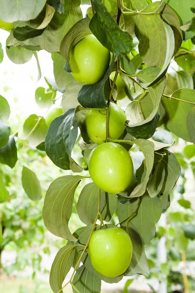 green jujube fruit grows on the jujube tree