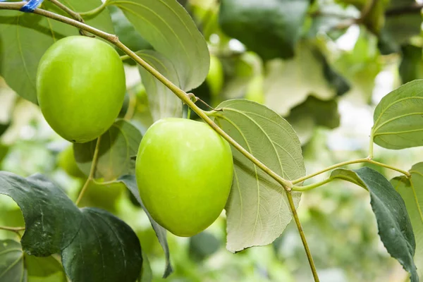 Close-up of green jujube fruit growing in the orchard of Taiwan.