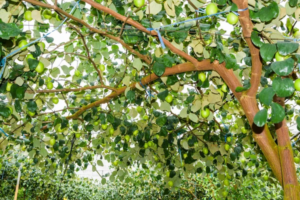 Плоды Зеленого Джуба Растут Дереве Джуб — стоковое фото