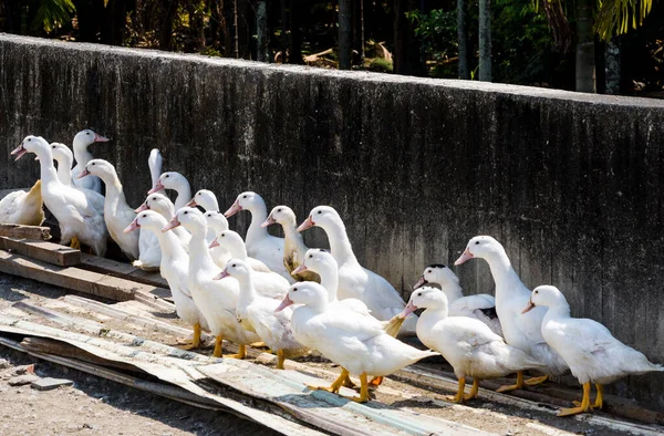 Χήνα Ένα Παραδοσιακό Αγρόκτημα Πουλερικών Ελεύθερης Βοσκής Στην Ταϊβάν — Φωτογραφία Αρχείου
