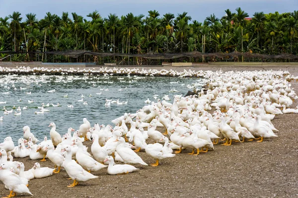 Ganso Uma Fazenda Tradicional Aves Capoeira Taiwan — Fotografia de Stock