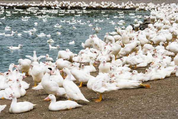 Gås Traditionell Frigående Fjäderfäfarm Taiwan — Stockfoto