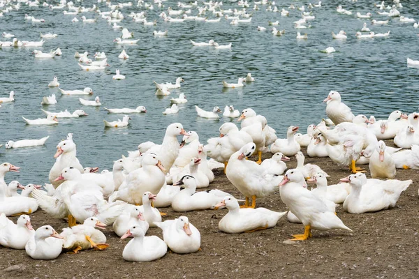 Gans Auf Einer Traditionellen Freilandgeflügelfarm Taiwan — Stockfoto