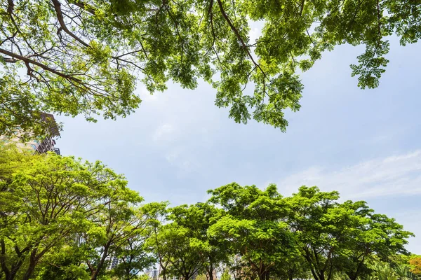 Низкоугольный Вид Зеленых Деревьев Фоне Голубого Неба — стоковое фото