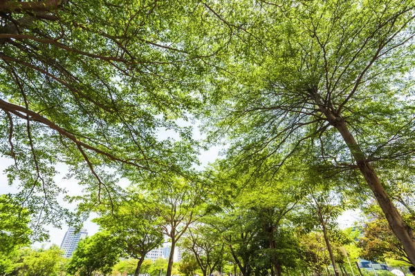 Bujne Zielone Drzewa Niebieskim Niebem Jako Tło — Zdjęcie stockowe