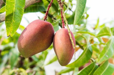 Pingtung, Tayvan 'daki mango ağacına yakın plan mango meyveleri.. 