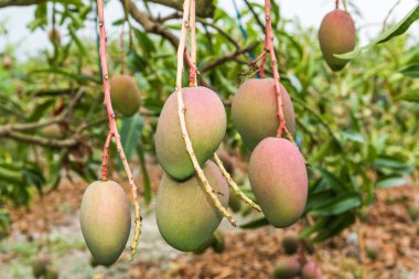 Tainan, Tayvan 'da mango ağacında mango meyvelerinin yakın çekimi. 