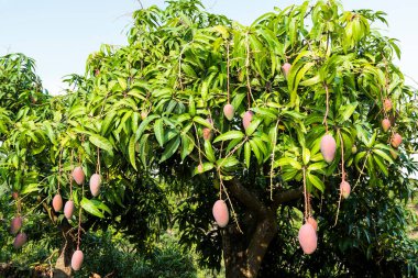 Tainan meyve bahçesindeki mango ağacındaki mango meyveleri, Tayvan.
