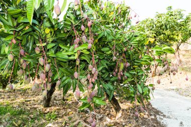 Tainan, Tayvan 'daki mango ağacına yakın plan mango meyveleri.. 