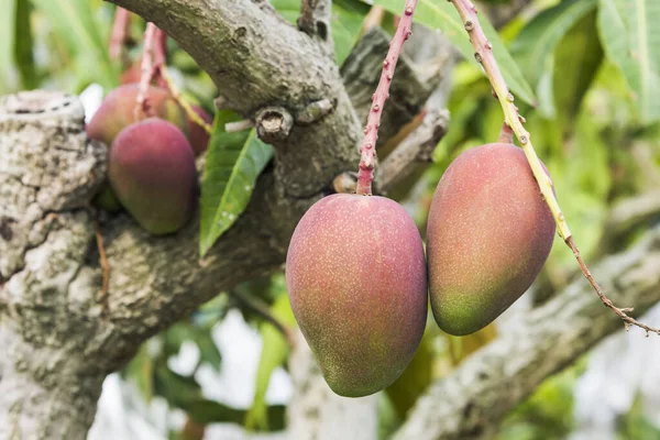 Close-up of mango fruits on the mango tree in Pingtung, Taiwan.