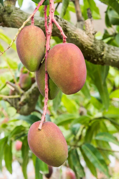 Close-up of mango fruits on mango tree in Tainan, Taiwan.