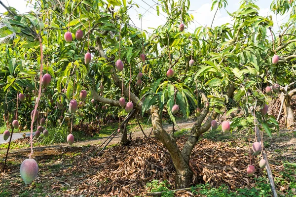 Muchos Árboles Mango Huerto Tainan Taiwán — Foto de Stock