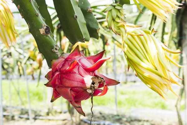 Ripe Pitahaya Fruit Pitahaya Tree Taiwan — Stock Photo, Image