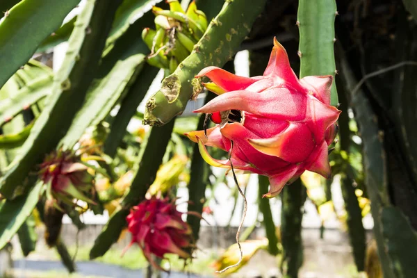 Ripe Pitahaya Fruit Pitahaya Tree Taiwan — Stock Photo, Image