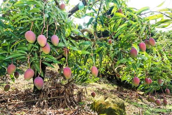 A lot of mango fruits on the mango tree in the orchard, Taiwan.