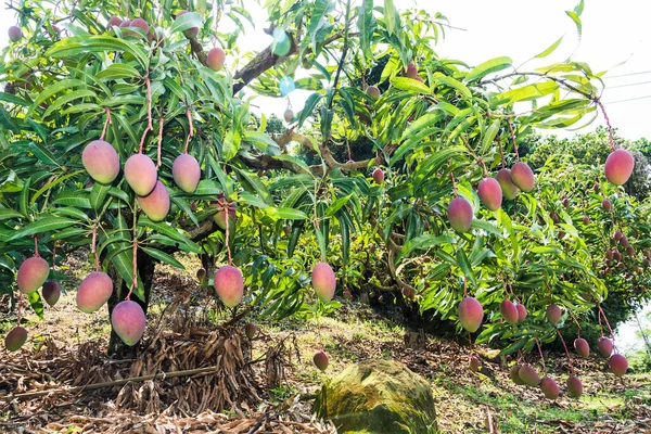 Muchos Árboles Mango Huerto Tainan Taiwán — Foto de Stock
