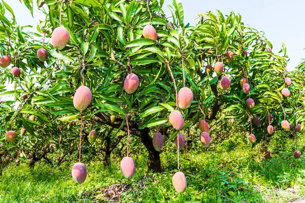 Muchos Árboles Mango Huerto Tainan Taiwán — Foto de Stock