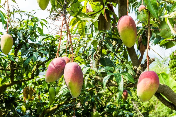 Close-up of mango fruits on the mango tree in Tainan, Taiwan.