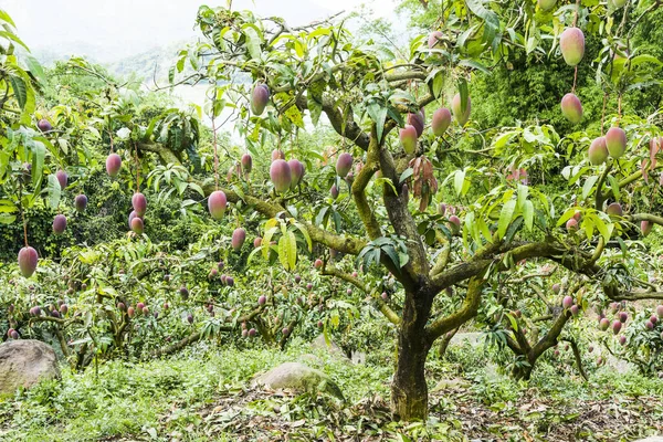 a lot of mango fruits on the mango tree in the orchard of Taiwan.