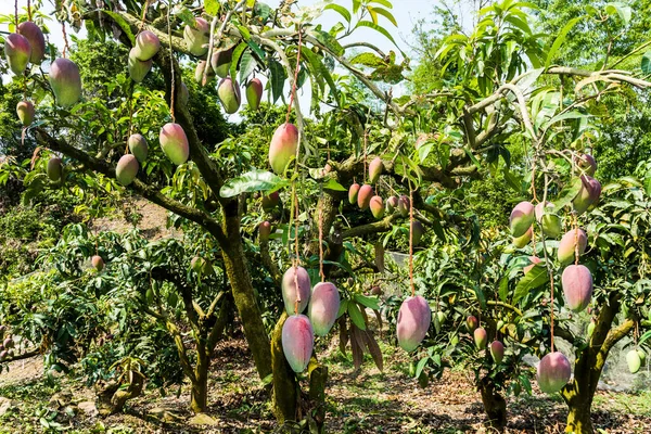 a lot of mango fruits on the mango tree in the orchard of Taiwan.