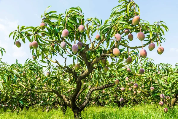 Meyve bahçesinde bir sürü mango ağacı, Tainan Tayvan. 