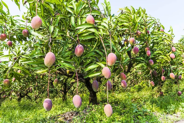 Una Gran Cantidad Frutas Mango Árbol Mango Huerto Taiwán — Foto de Stock