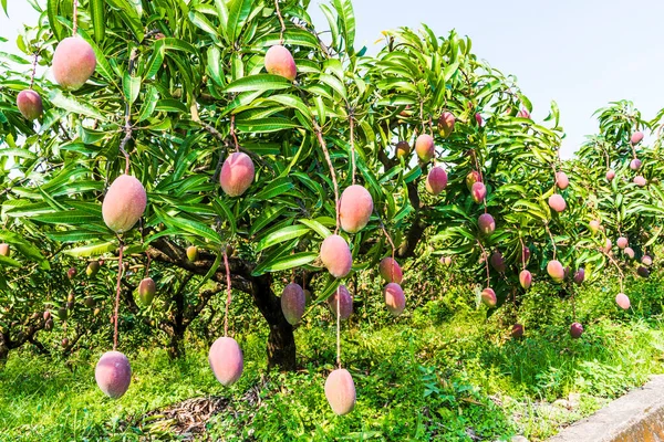Meyve bahçesinde bir sürü mango ağacı, Tainan Tayvan.
