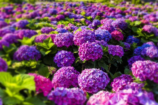 Flores Hortensia Púrpura Están Floreciendo Maravillosamente Parque Nacional Yangmingshan Taiwán — Foto de Stock