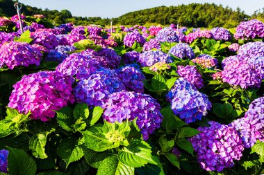 Mor ortanca çiçekleri Yangmingshan Ulusal Parkı, Tayvan 'da güzel çiçek açıyor.. 