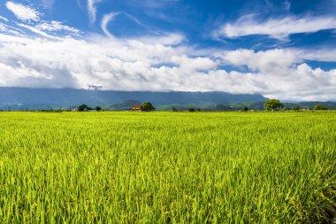 Olgun çeltik tarlası Dağlarla çevrili Mavi Gök, Tayvan 'ın doğusu.