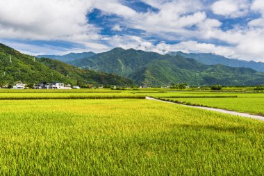 Olgun çeltik tarlası Dağlarla çevrili Mavi Gök, Tayvan 'ın doğusu.