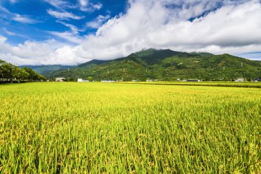 Olgun çeltik tarlası Dağlarla çevrili Mavi Gök, Tayvan 'ın doğusu