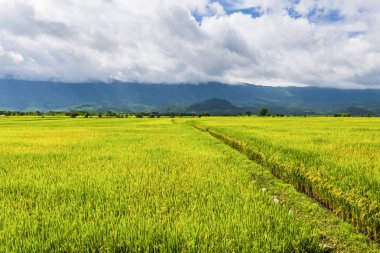 Olgun çeltik tarlası Dağlarla çevrili Mavi Gök, Tayvan 'ın doğusu.