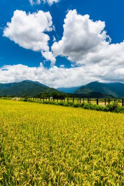 Olgun çeltik tarlası Dağlarla çevrili Mavi Gök, Tayvan 'ın doğusu