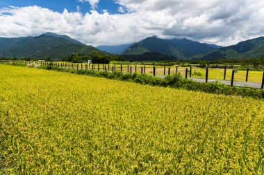 Büyük pirinç tarlası. Dağların arka planında mavi gökyüzü, Tayvan doğusu..